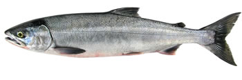 Alaska Chum (Dog) Salmon Fishing Guide