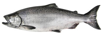 Alaska Chinook (King) Salmon Fishing Guide