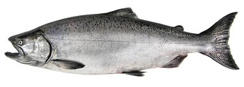 Alaska Chinook (King) Salmon Fishing Guide Alaska Chinook (King) Salmon Fishing Guide