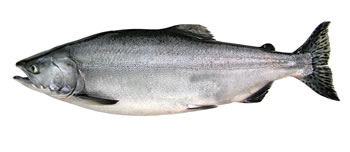 Alaska Pink (Humpback) Salmon Fishing Guide Alaska Pink (Humpback) Salmon Fishing Guide