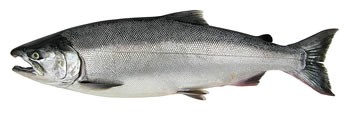 Alaska Coho (Silver) Salmon Fishing Guide Alaska Coho (Silver) Salmon Fishing Guide